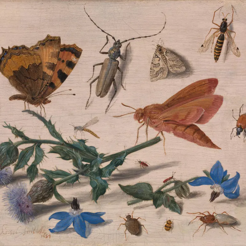 Insects with Creeping Thistle and Borage